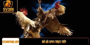 Bồ gà CPC1 trực tiếp tại SV388 an toàn và uy tín nhất