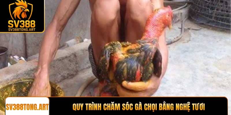 Quy trình chăm sóc gà chọi bằng nghệ tươi