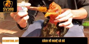 Cách vô nghệ gà đá an toàn giúp chiến kê săn chắc cơ bắp