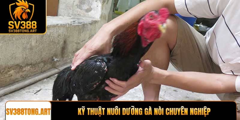 Kỹ thuật nuôi dưỡng gà nòi chuyên nghiệp