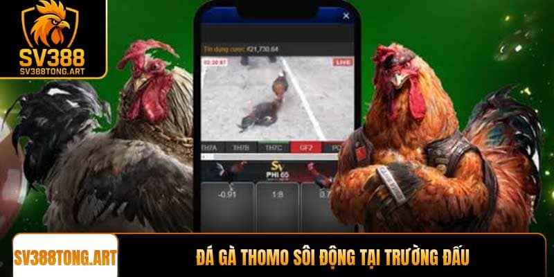 Đá gà Thomo sôi động tại trường đấu