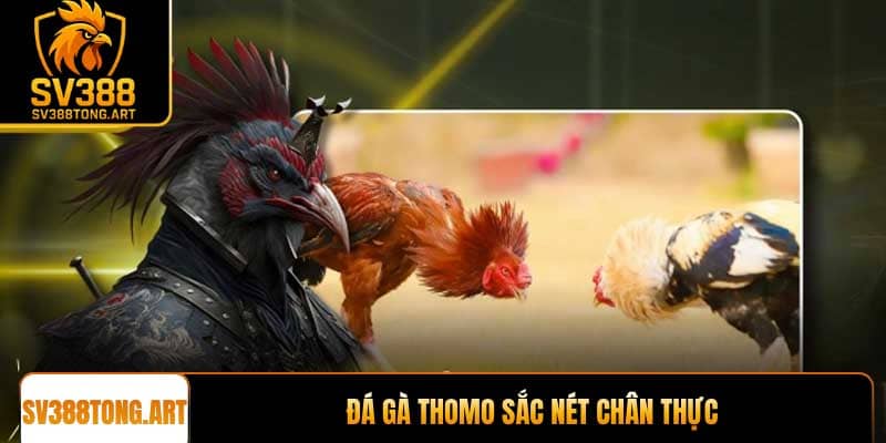 Đá gà Thomo sắc nét chân thực