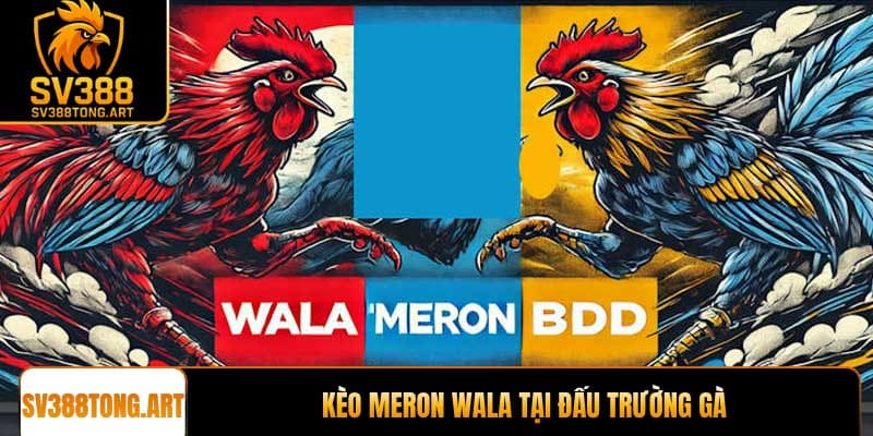 Kèo Meron Wala tại đấu trường gà