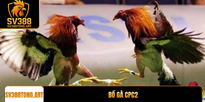 Bồ gà CPC2: Trải nghiệm đá gà trực tuyến chất lượng nhất