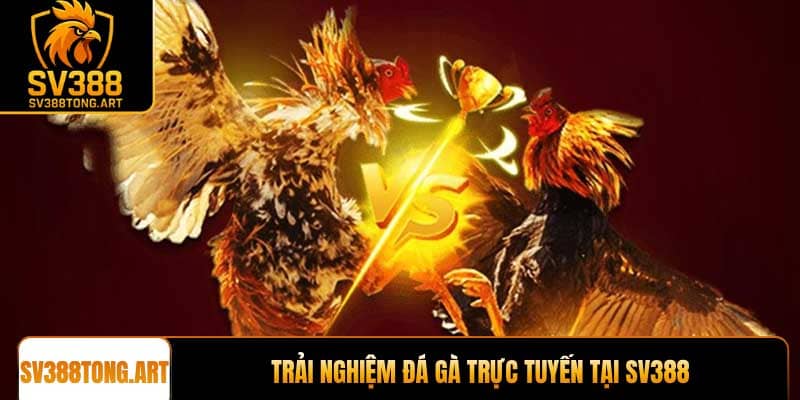 Trải nghiệm đá gà trực tuyến tại SV388