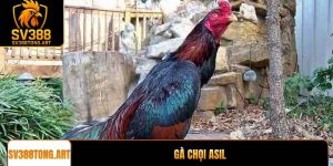 Gà chọi Asil: Giống gà chiến đẳng cấp và kỹ thuật nuôi
