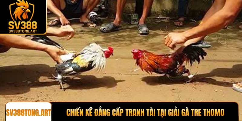 Chiến kê đẳng cấp tranh tài tại giải gà tre Thomo